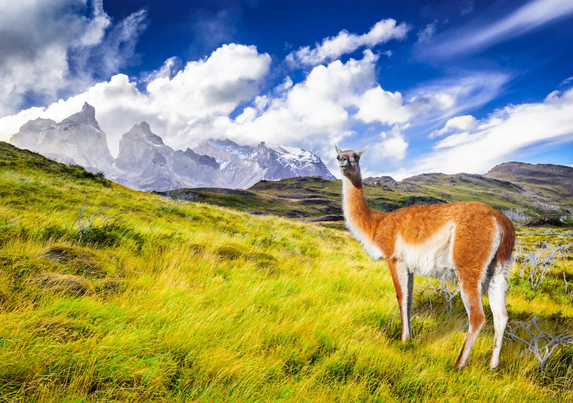 AA_Alpaka_Torres_del_Paine_Patagonien_Chile_Istock_zaz7q2