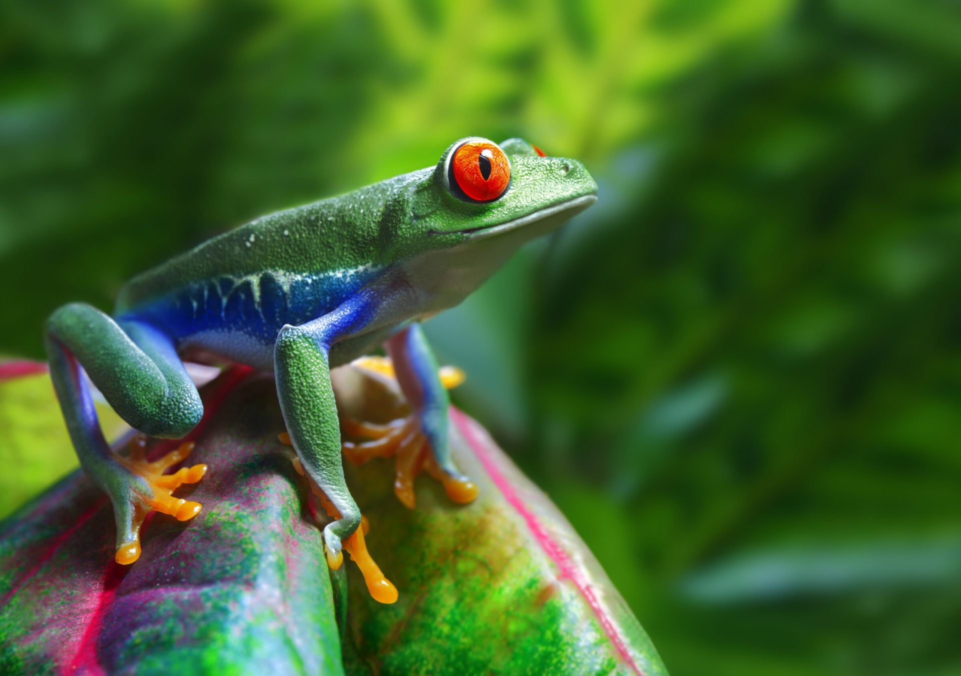 AA_Costa_Rica_Frosch_iStock_cezl7k