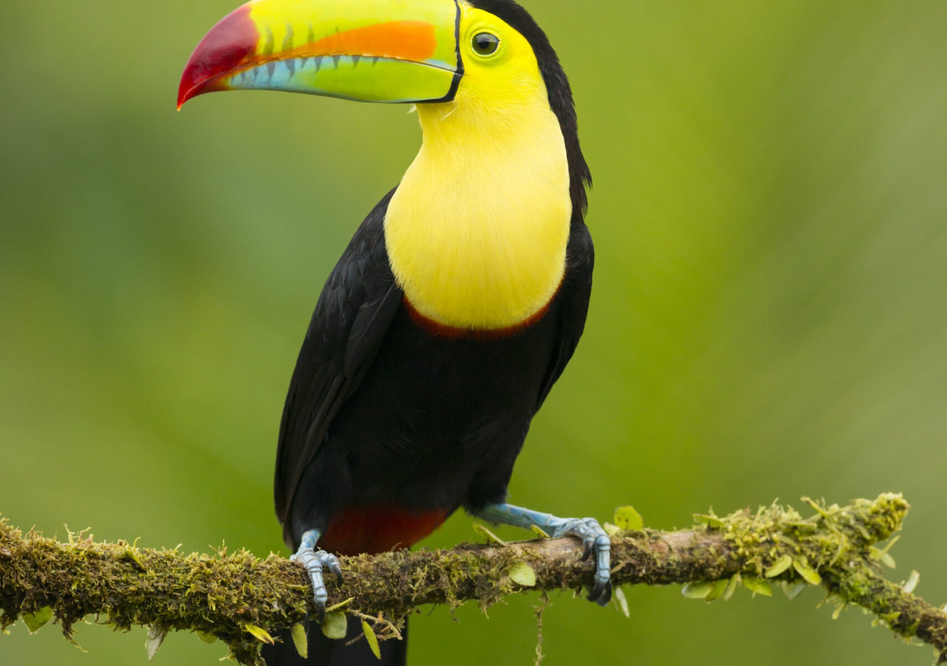 AA_Tukan_Costa_Rica_erkaz1