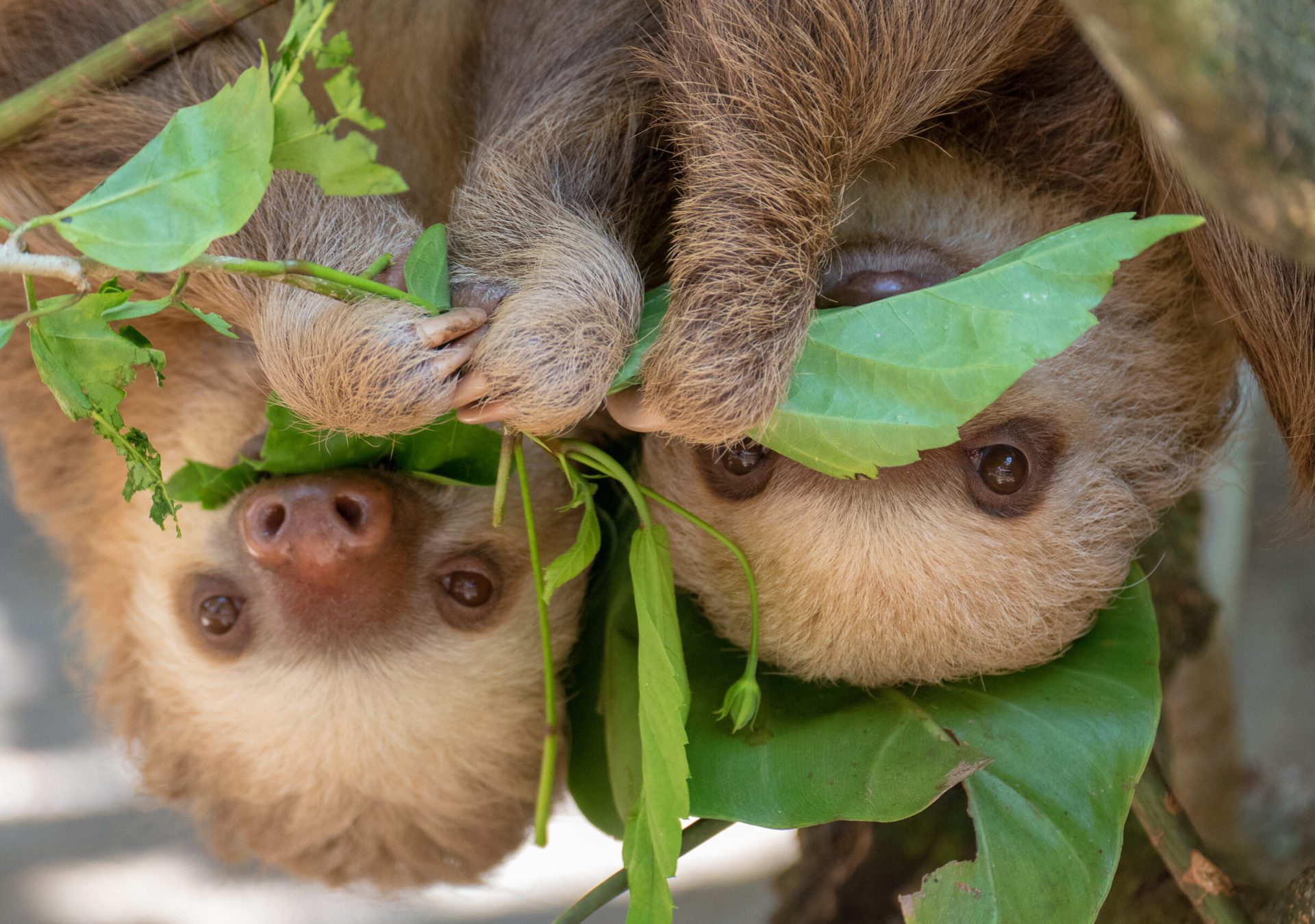 Costa-Rica-Faultiere_AdobeStock_220863816_eek8td