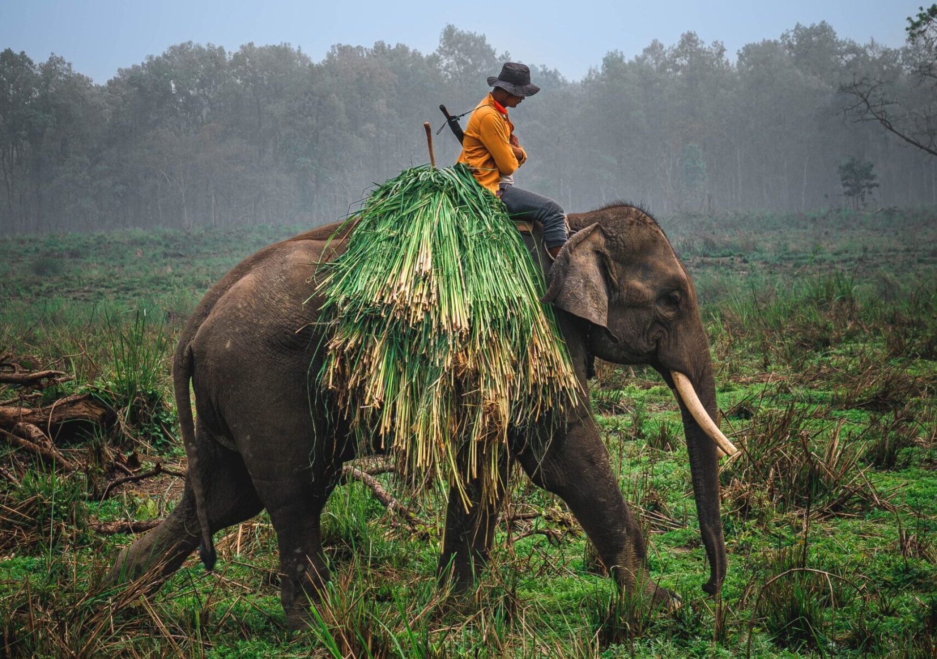 Elefant_Chitwan_National_Park_Nepal-unsplash_fzlgrx