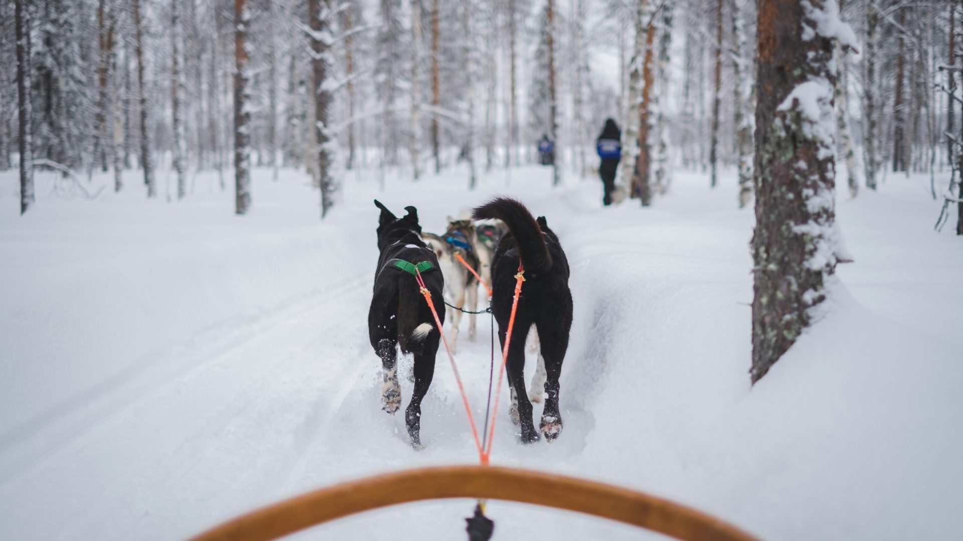 Huskies_Schlitten_Lappland_Unsplash_lebelr Huskies_Schlitten_Lappland_Unsplash_lebelr