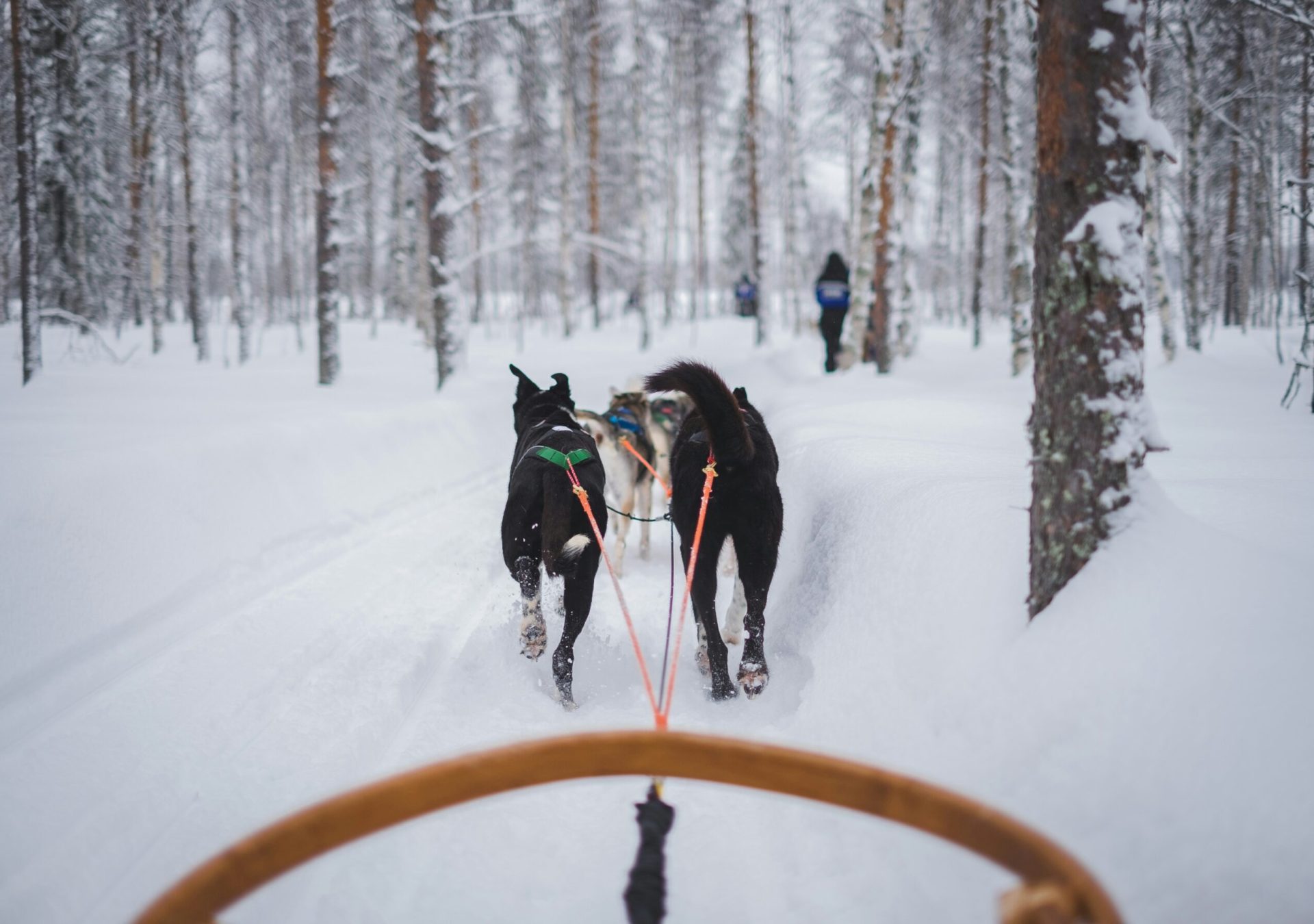 Huskies_Schlitten_Lappland_Unsplash_lebelr