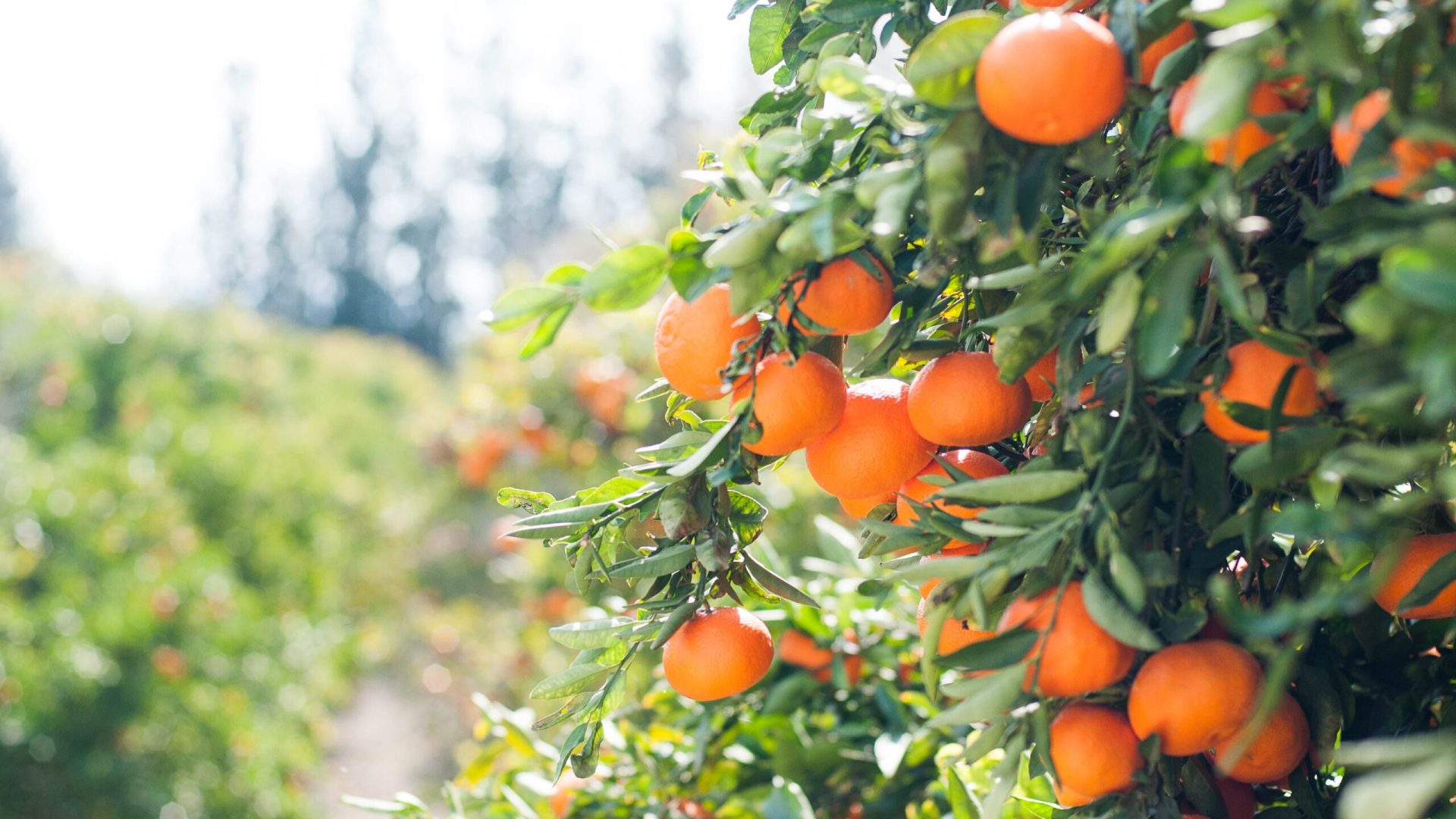 Zypern_FrC3BCchte_Frucht_Mandarinen_Orangen-unsplash_ukiiyc