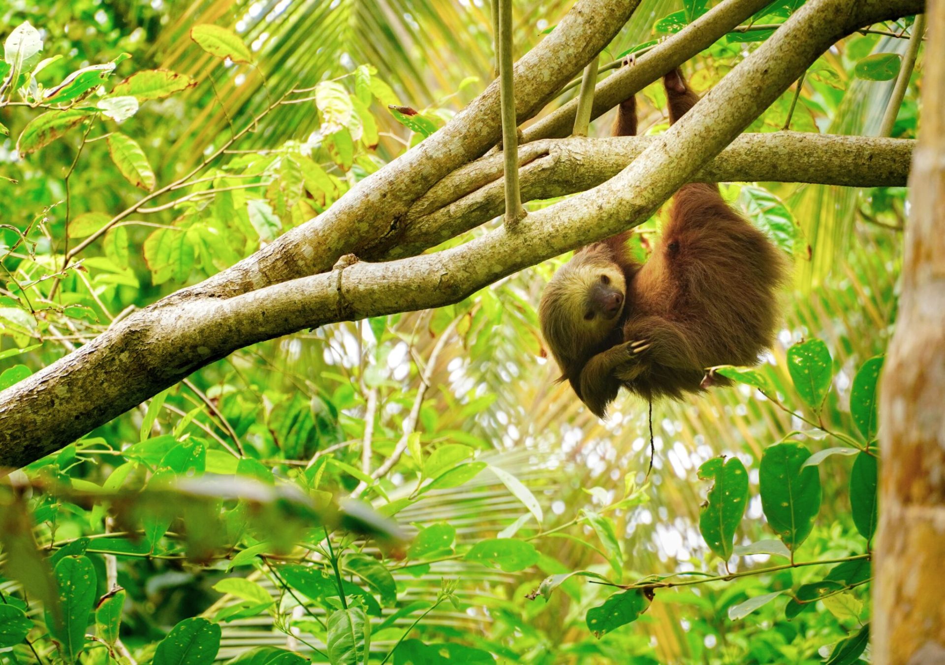 costa-rica_faultier_unsplash_tqqxem