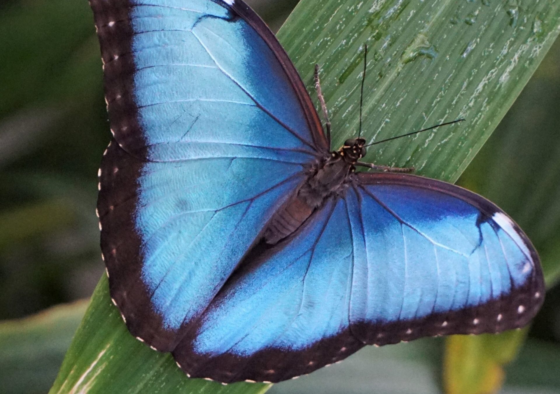 costa-rica_schmetterling_unsplash_kymmjc