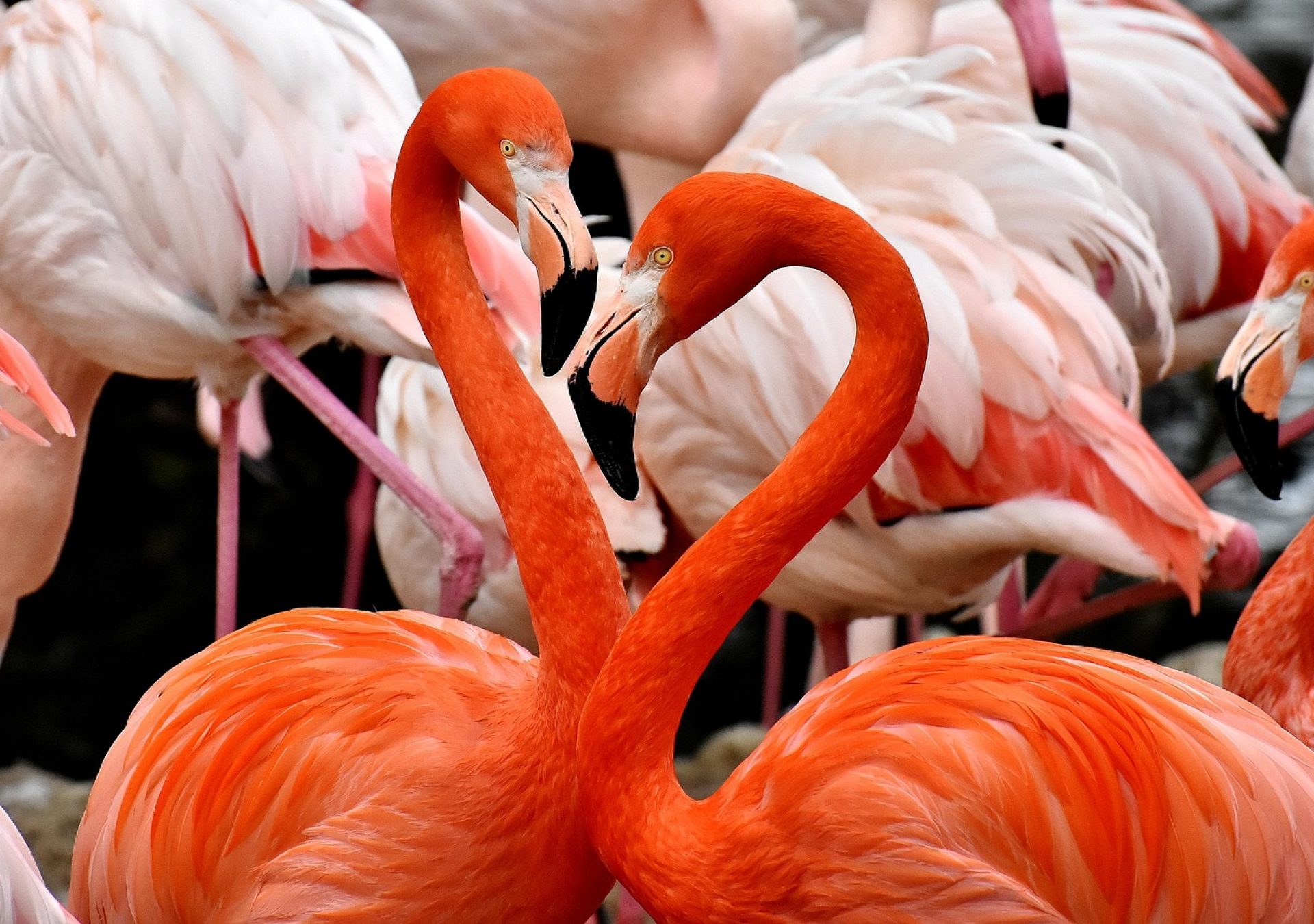 flamingos_pixabay_a9ot50