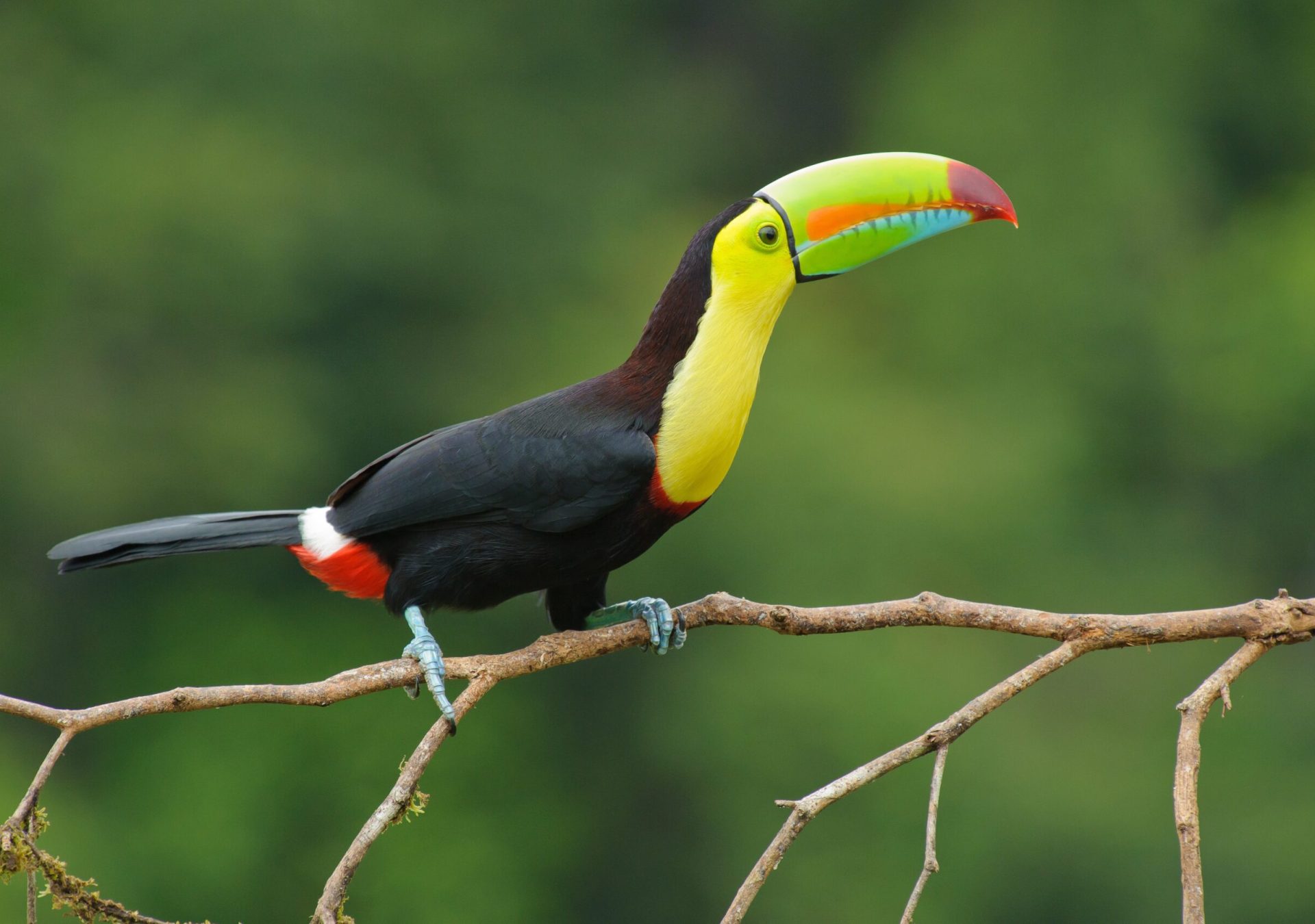 toucan_costa_rica_gespiegelt_m3ggik